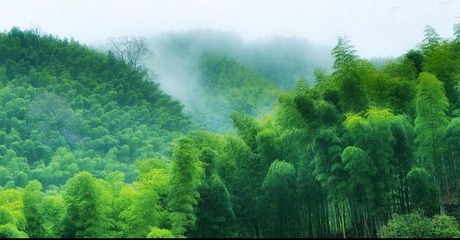 翠竹生金 崇義打造現(xiàn)代竹產(chǎn)業(yè)體系的創(chuàng)新實踐